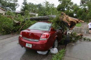 Car smashed by a falling tree. 